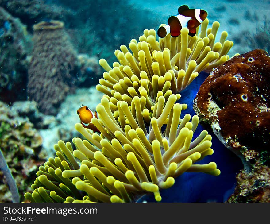 False Clown Fish