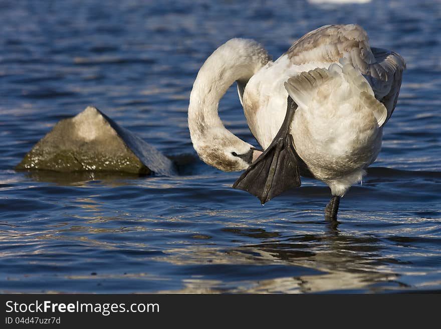 Swan feathers to clean, swan standing on one leg in the water, swan on a sunny day in the river. Swan feathers to clean, swan standing on one leg in the water, swan on a sunny day in the river