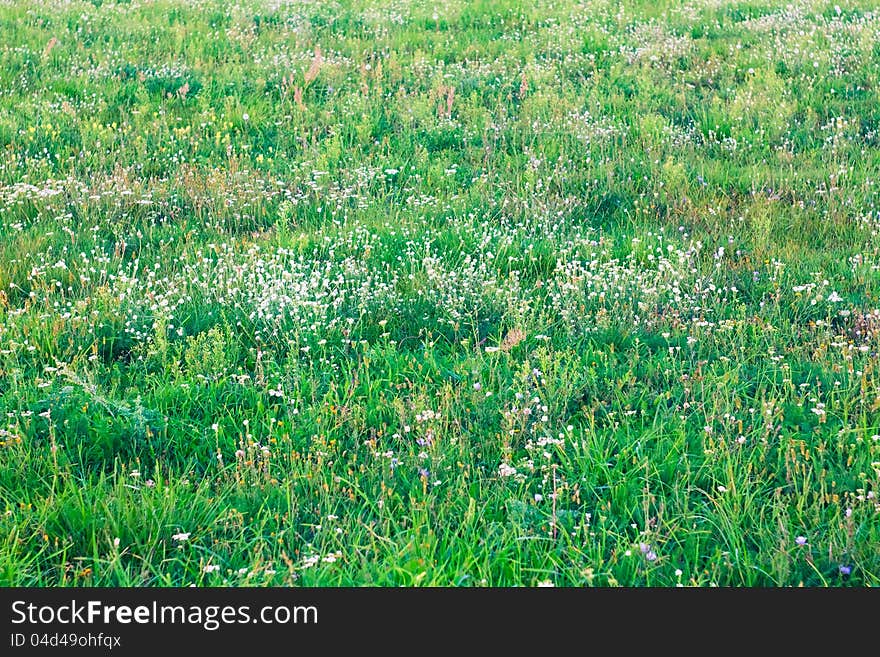 Grass and bright flowers on a meadow in the spring. Grass and bright flowers on a meadow in the spring.