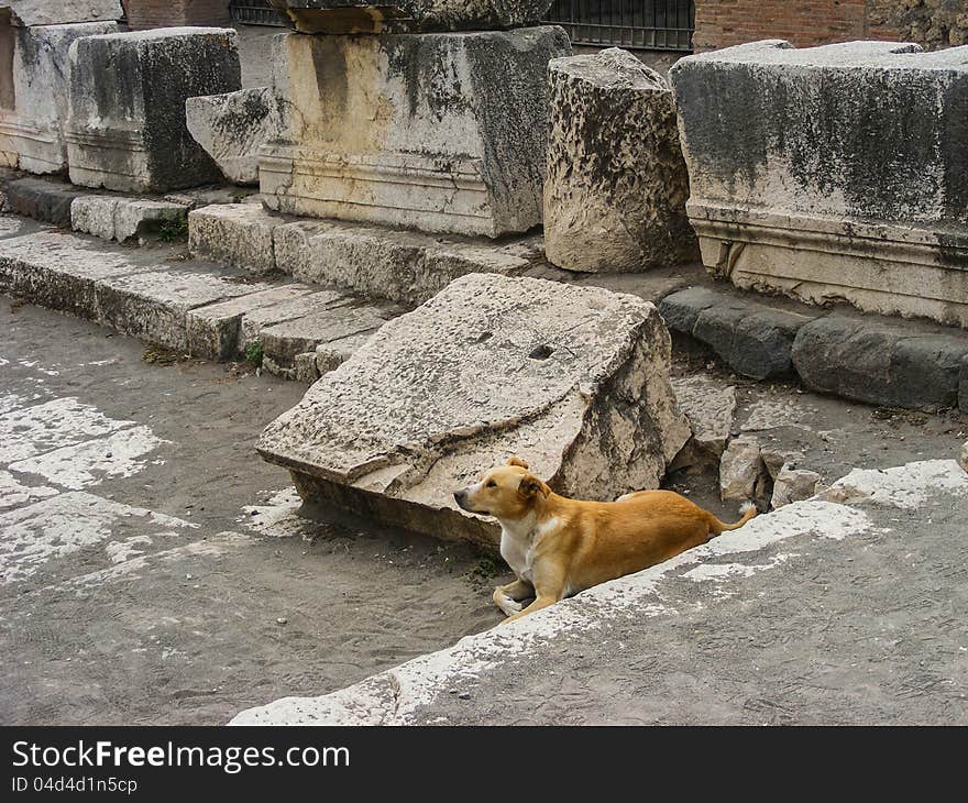 Famous Feral Pompeii Dog