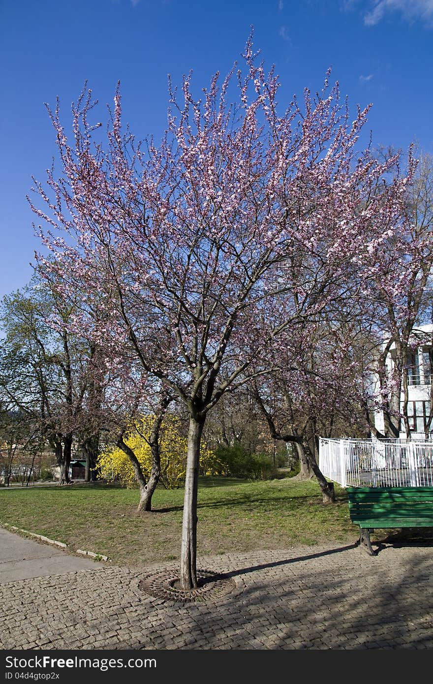 Blossoming sakura