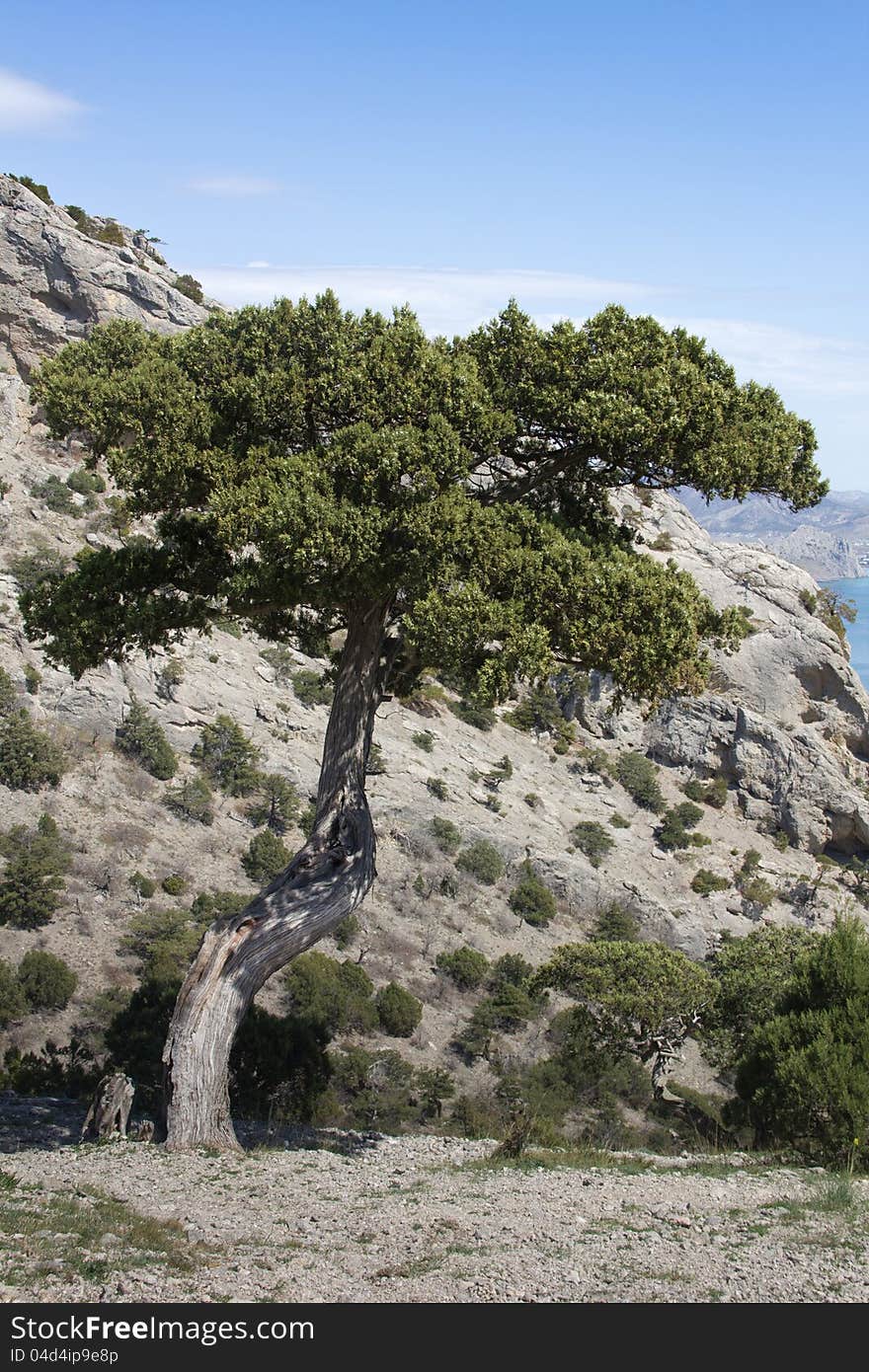 Mountain pine