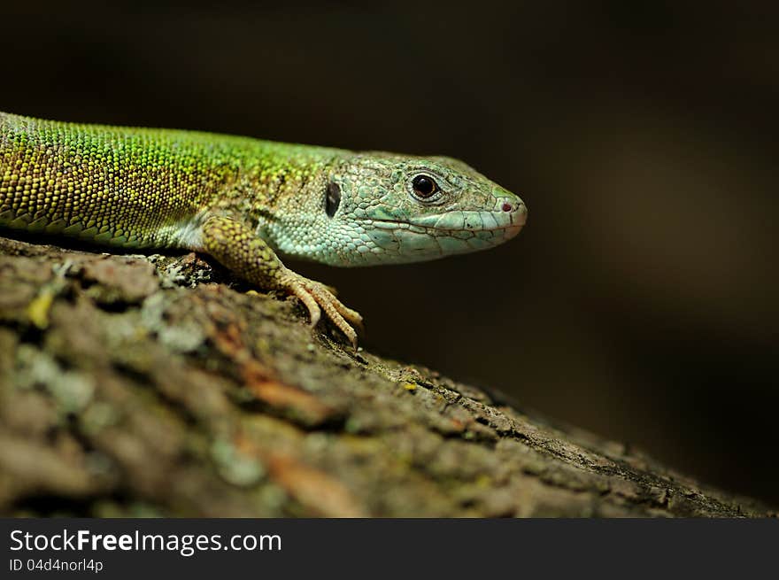 Lizard on a Peace of Wood