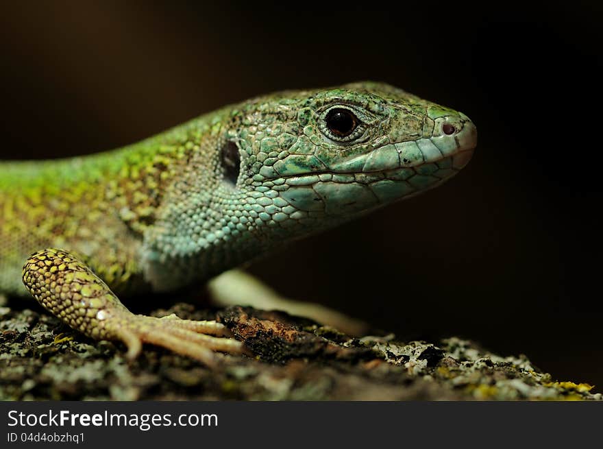 Western Green Lizard &x28;Lacerta Bilineata&x29