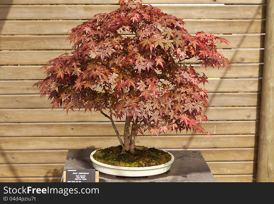 It is a shrub or small deciduous tree bonsai become. It is a shrub or small deciduous tree bonsai become