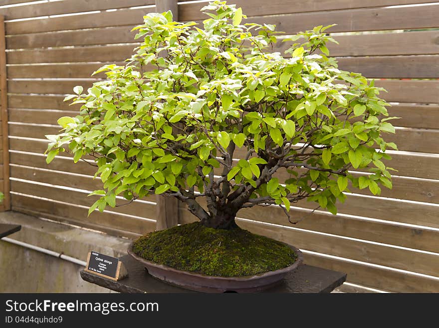 Bonsai commonly called quince cydonia oblonga