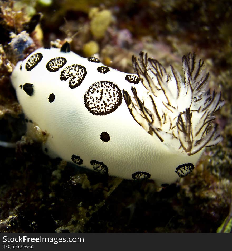 Nudibranch, Slug