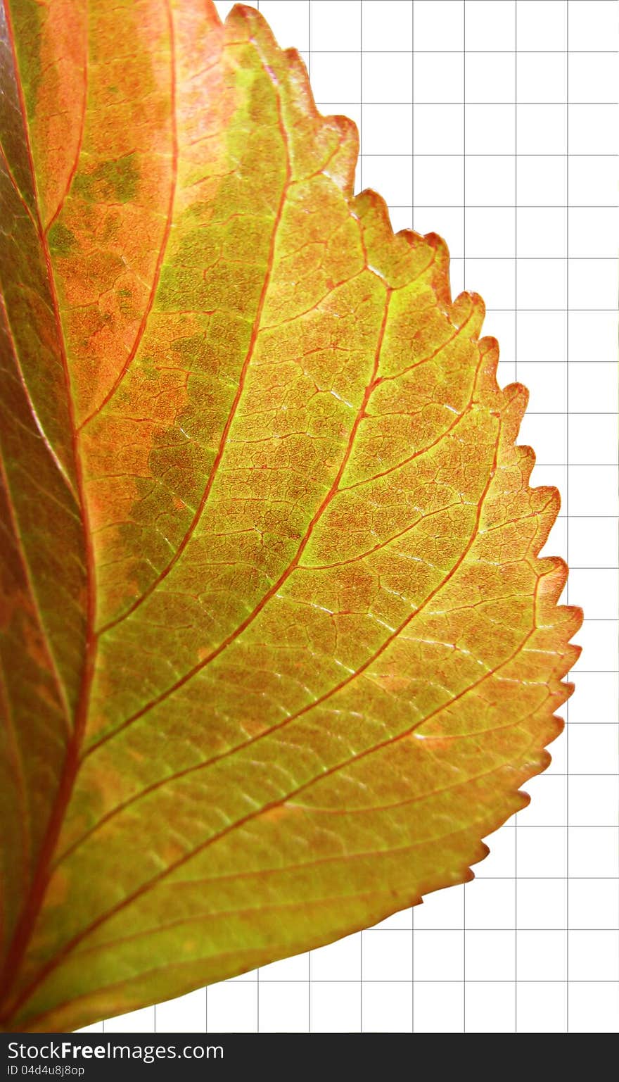 Red leaf on grid background