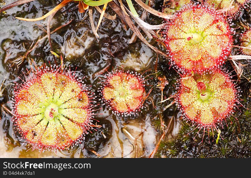 Drosera tokaiensis Carnivorous Plant That Eating Insect