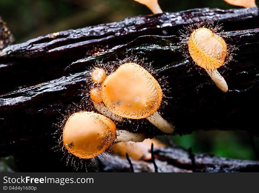 Orange mushroom or Champagne mushroom in rain forest, Thailand.