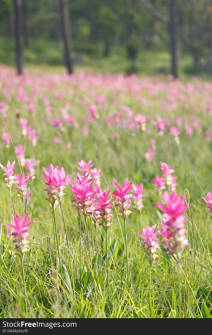 Pink field of Siam tulip