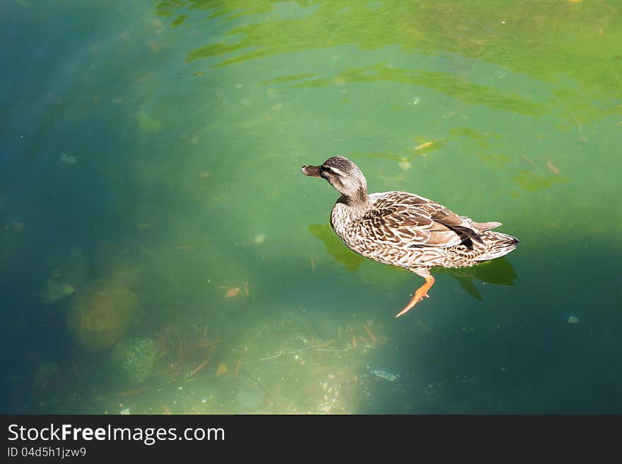 Duck is swimming in the green pond in the park