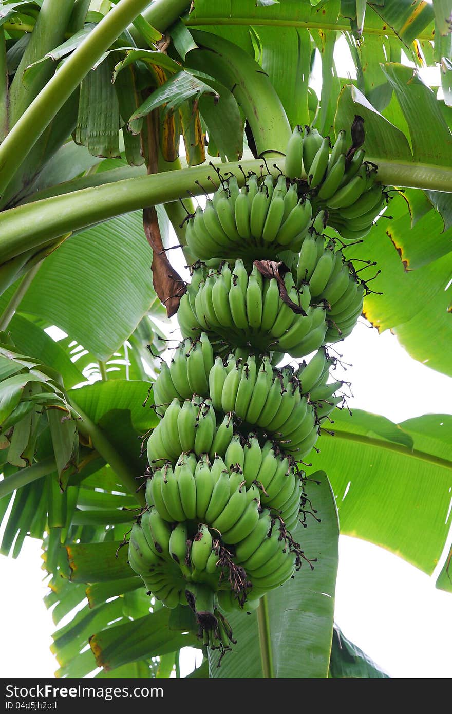 Bananas on a tree.