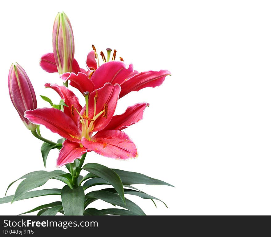 Beautiful Lily flowers. isolate on white background.