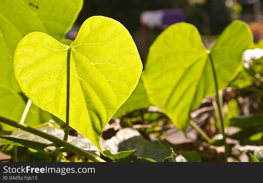 The Green leaf as heart