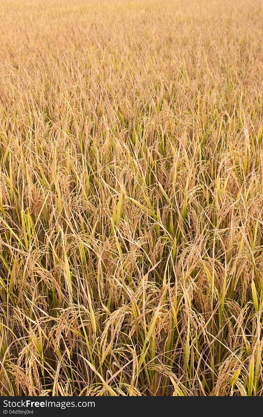 The yellow ricefield at thailand