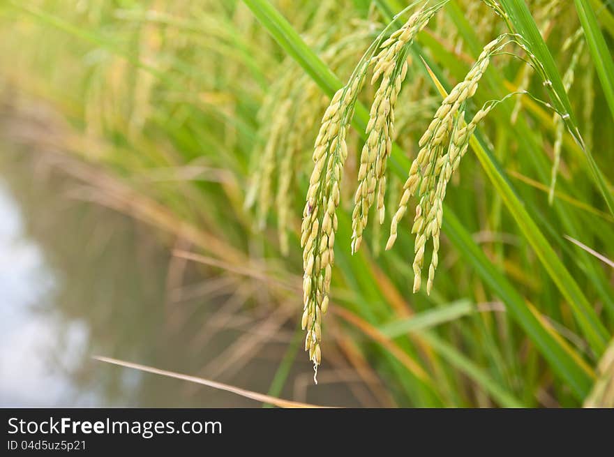 The Green ricefield at thailand