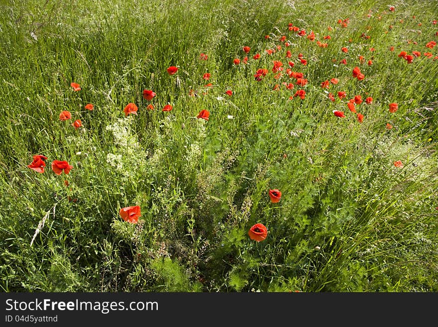 Poppies in green grass on a sunny day. Poppies in green grass on a sunny day