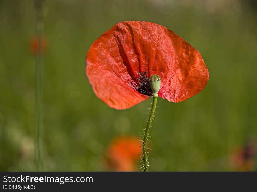 Red Weed