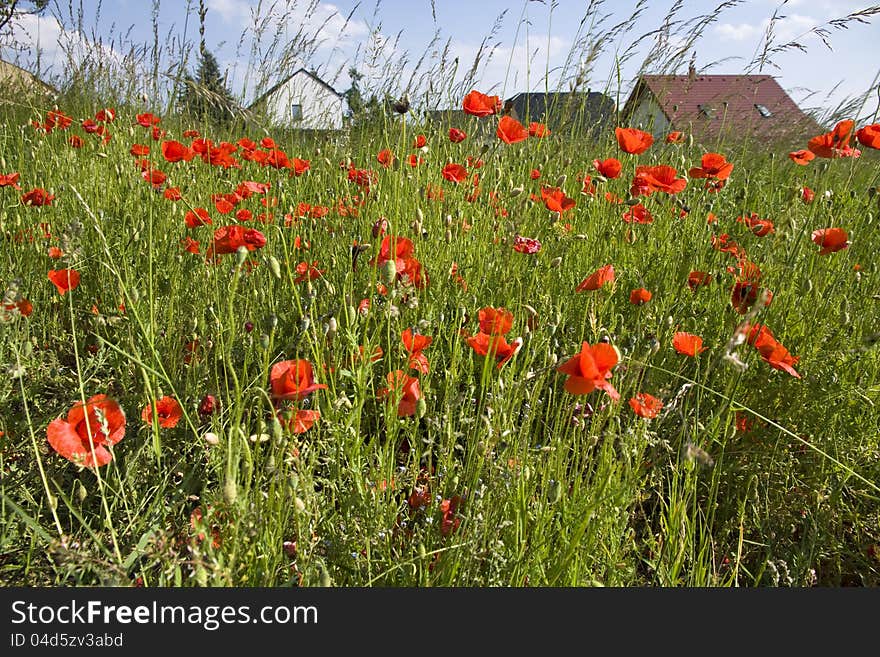 Red Poppies