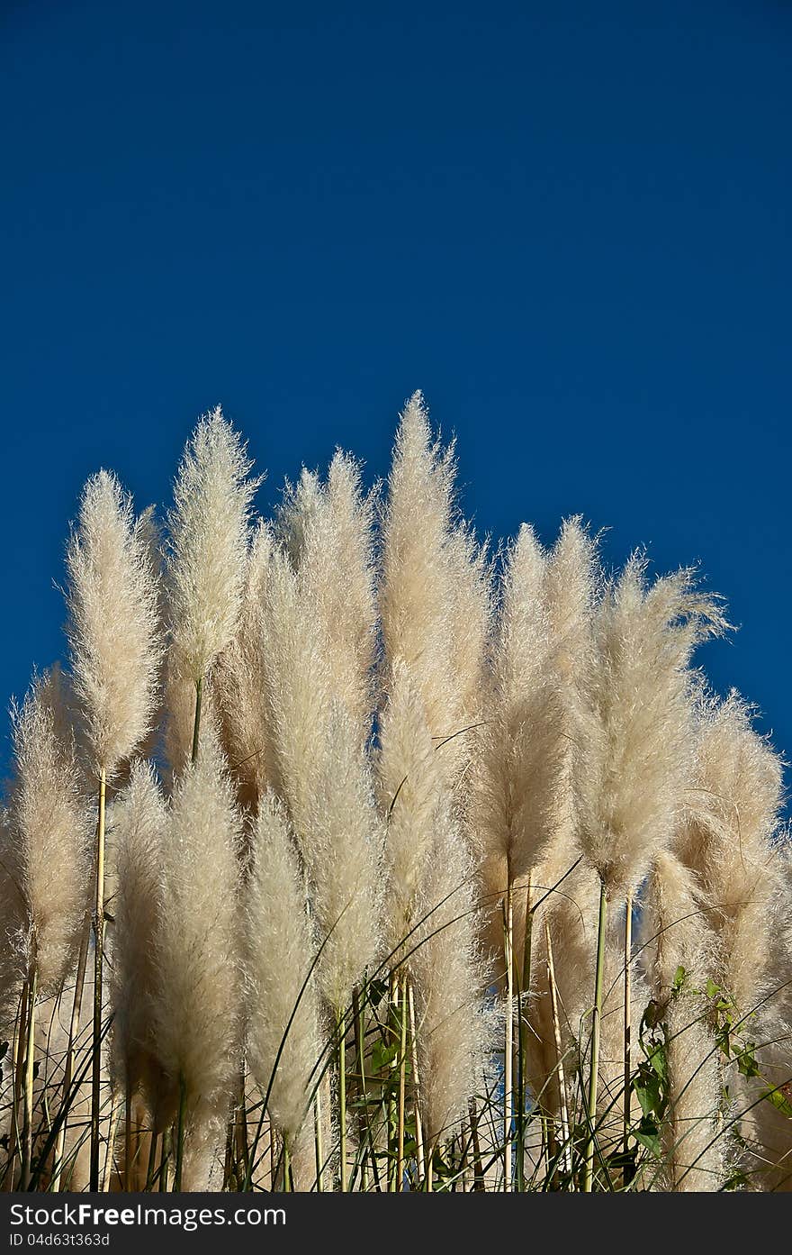 Gynerium, pampas grass on bright blue sky background. Gynerium, pampas grass on bright blue sky background