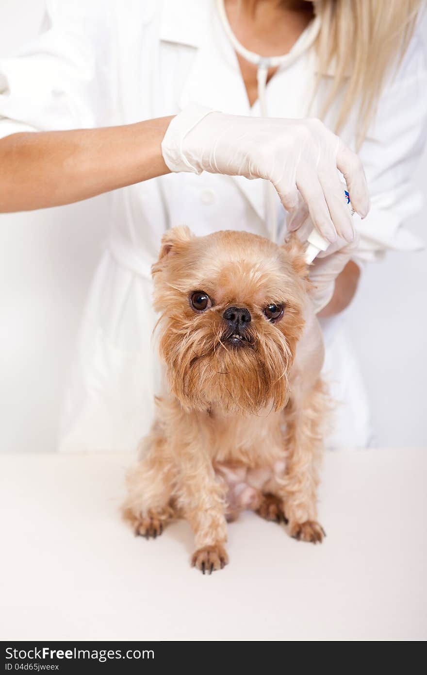 Veterinarian inspects a little dog breed Griffon Bruxellois. Veterinarian inspects a little dog breed Griffon Bruxellois