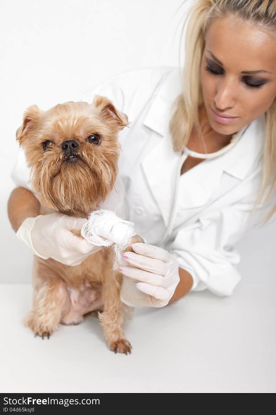 Veterinarian inspects a little dog breed Griffon Bruxellois. Veterinarian inspects a little dog breed Griffon Bruxellois