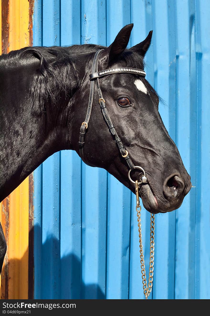 Beautiful black horse at blue- yellow metal background sunny day. Beautiful black horse at blue- yellow metal background sunny day