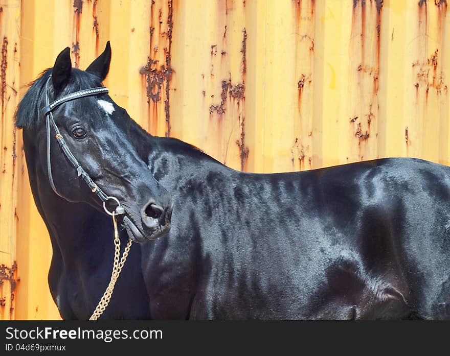 Beautiful black horse at yellow metal background sunny day