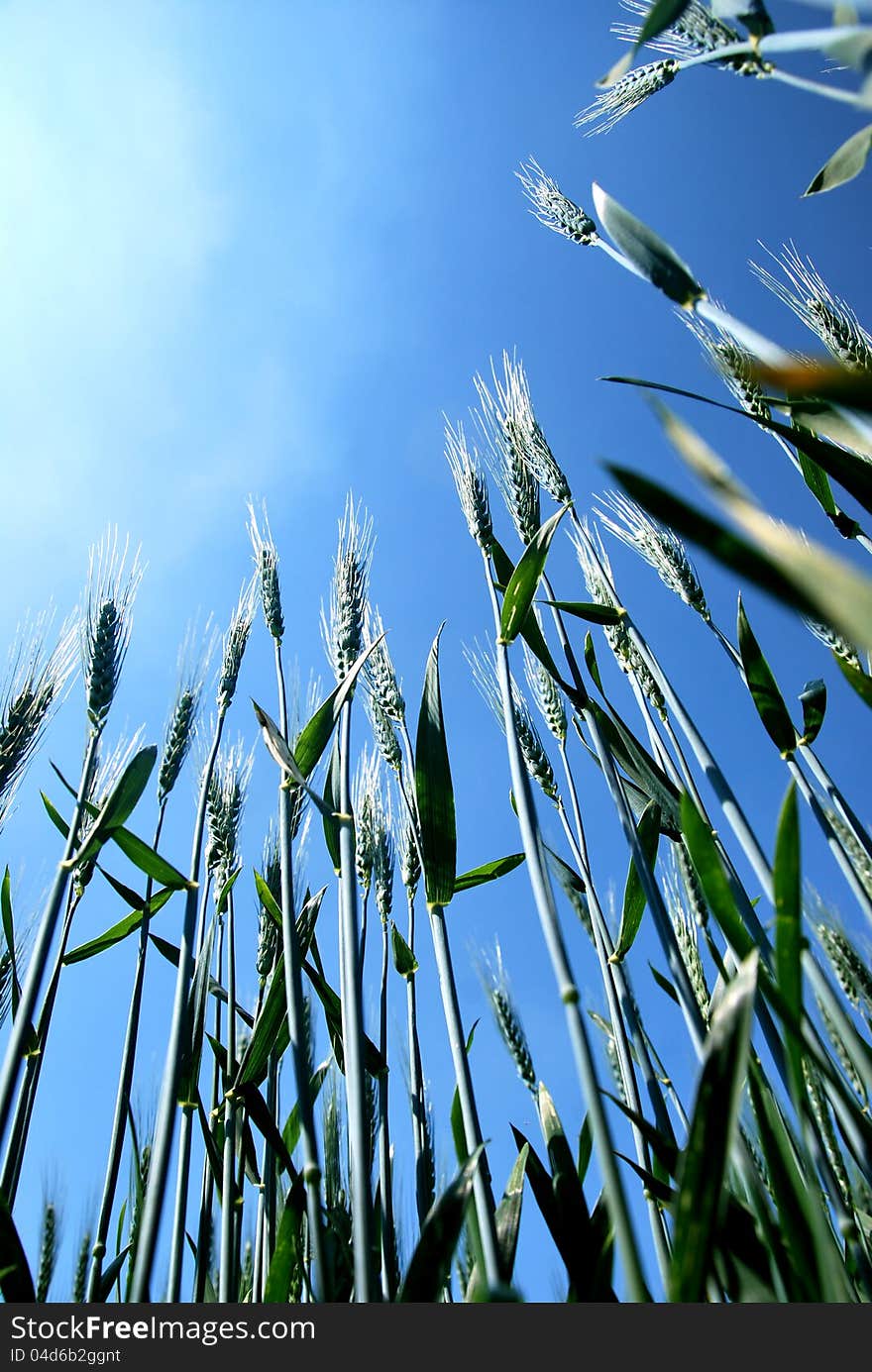 Wheat on blue sky, backlight