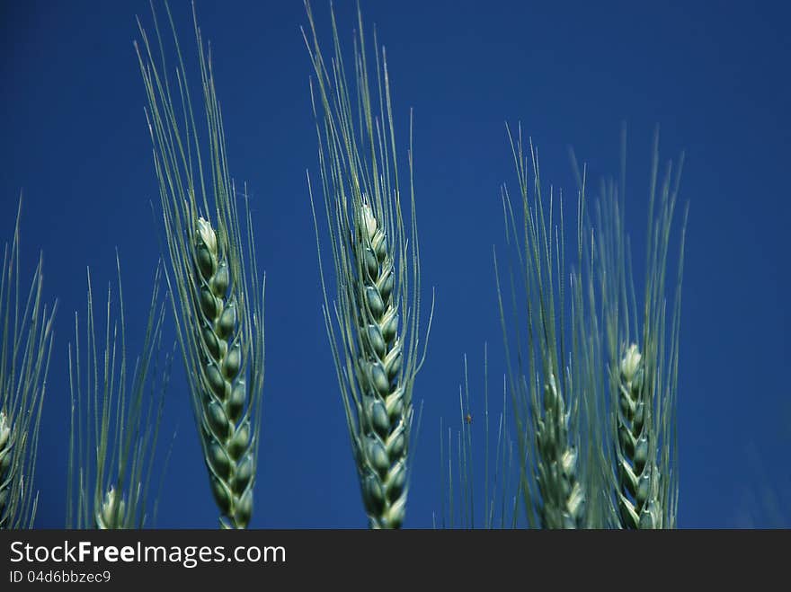 wheat particular, on blue sky