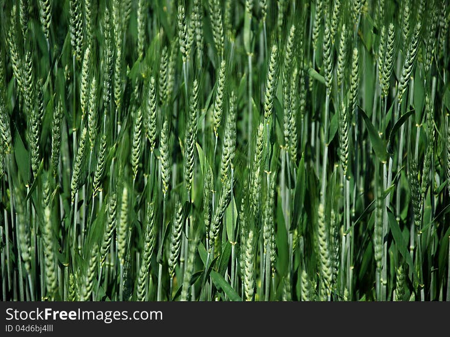 Field wheat particular, on blue sky