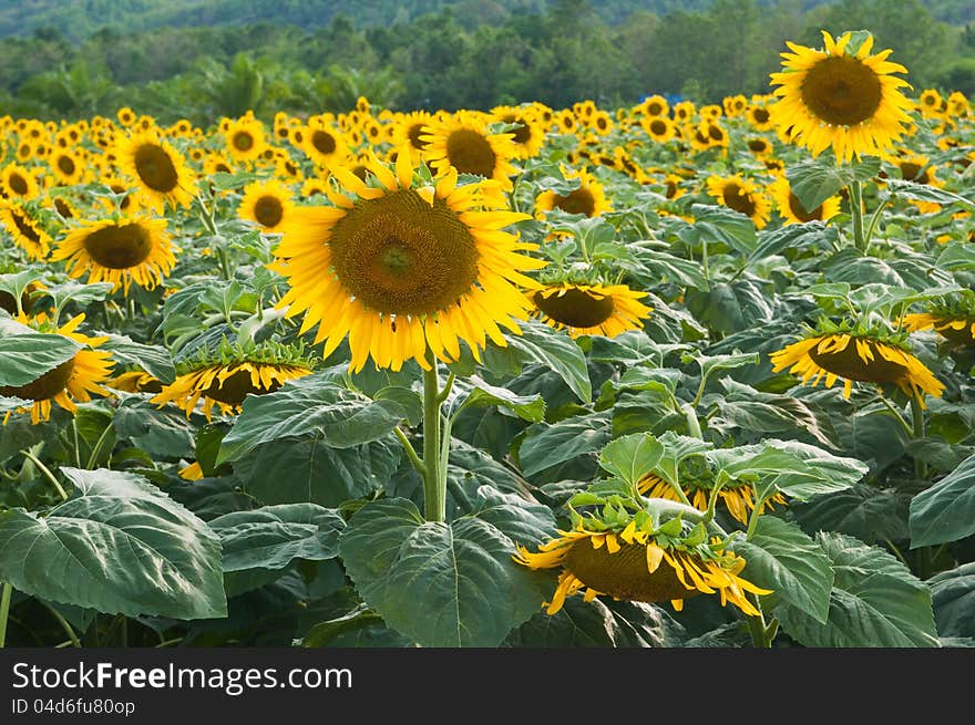 Sunflower Field in time Sunrise