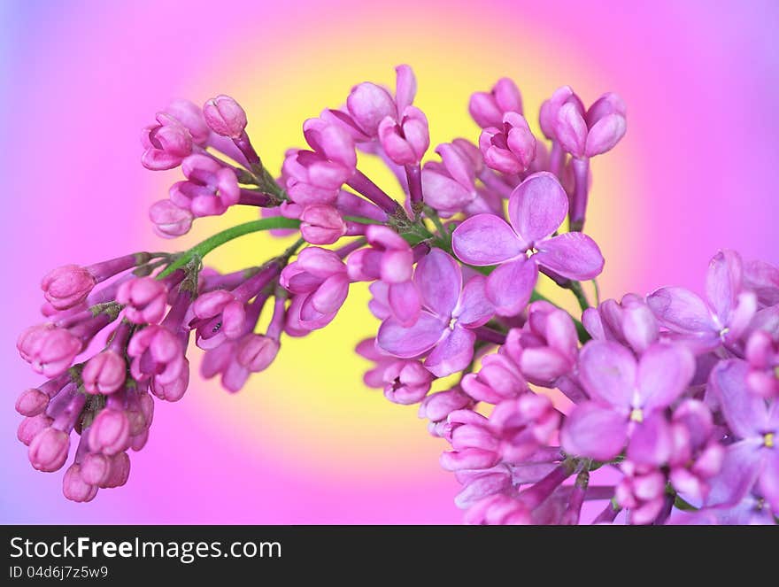 Lilac on colourful background