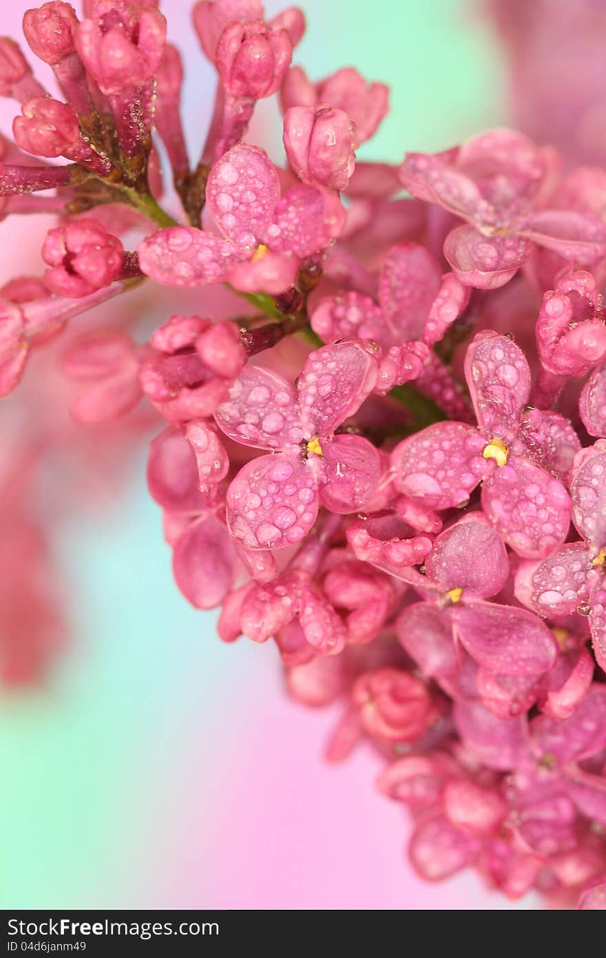 Lilac on colourful background