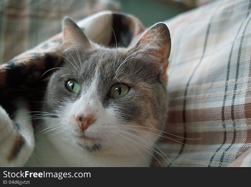 Small cat on her couch. Small cat on her couch