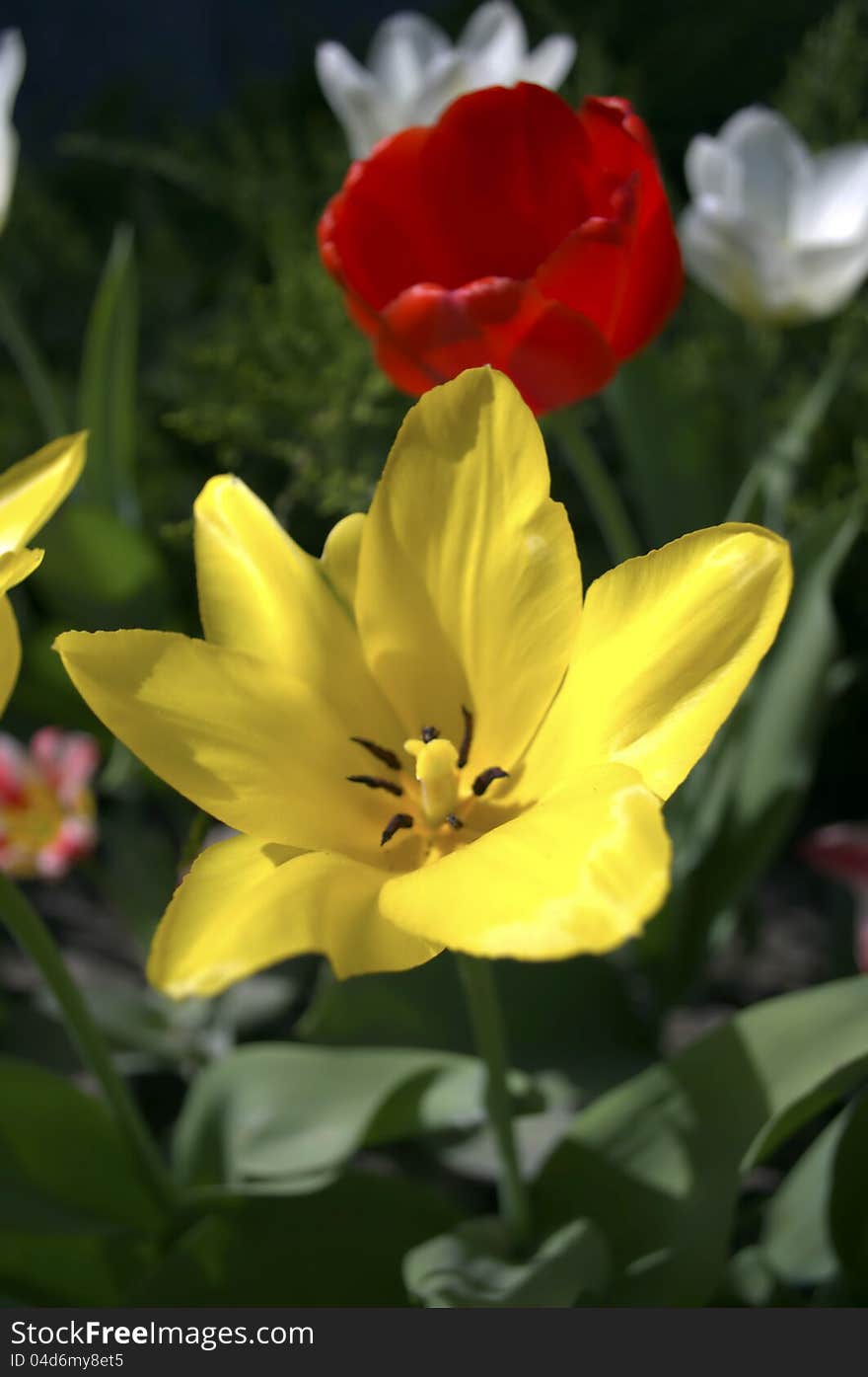 Yellow, red and white tulips on a green background. Yellow, red and white tulips on a green background.