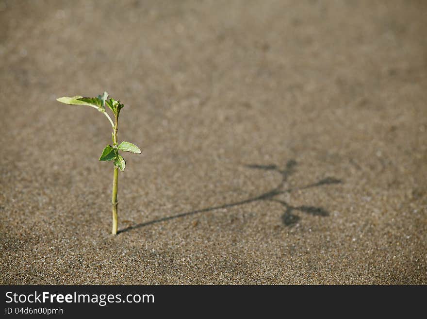 Plant growing in the sand adapted to the hot climate. Plant growing in the sand adapted to the hot climate