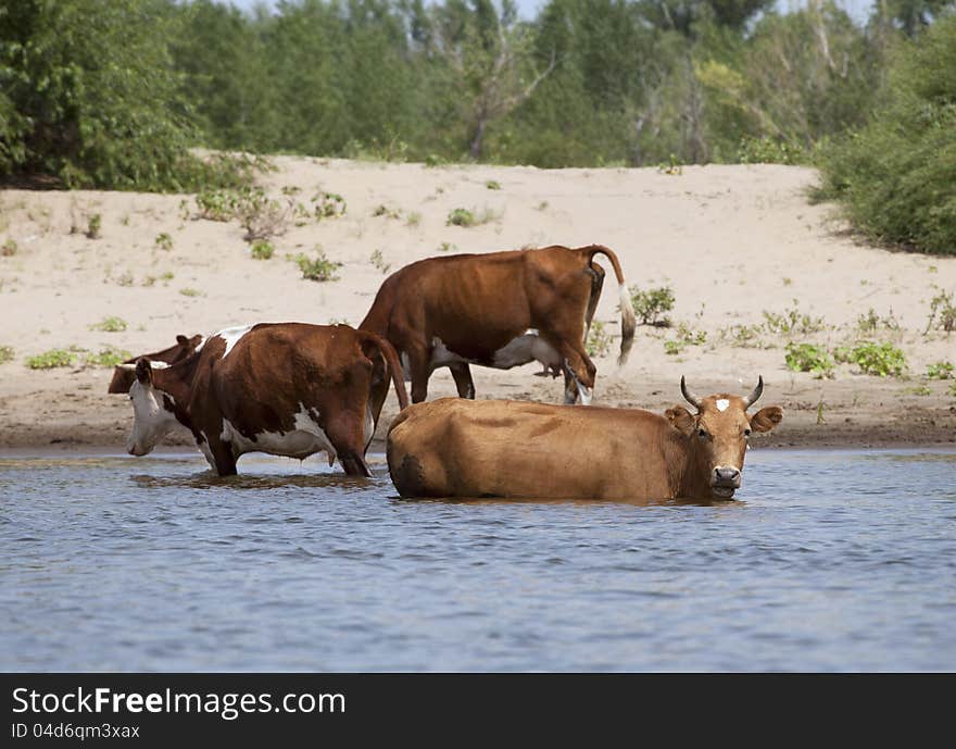 Cows at a riverbank