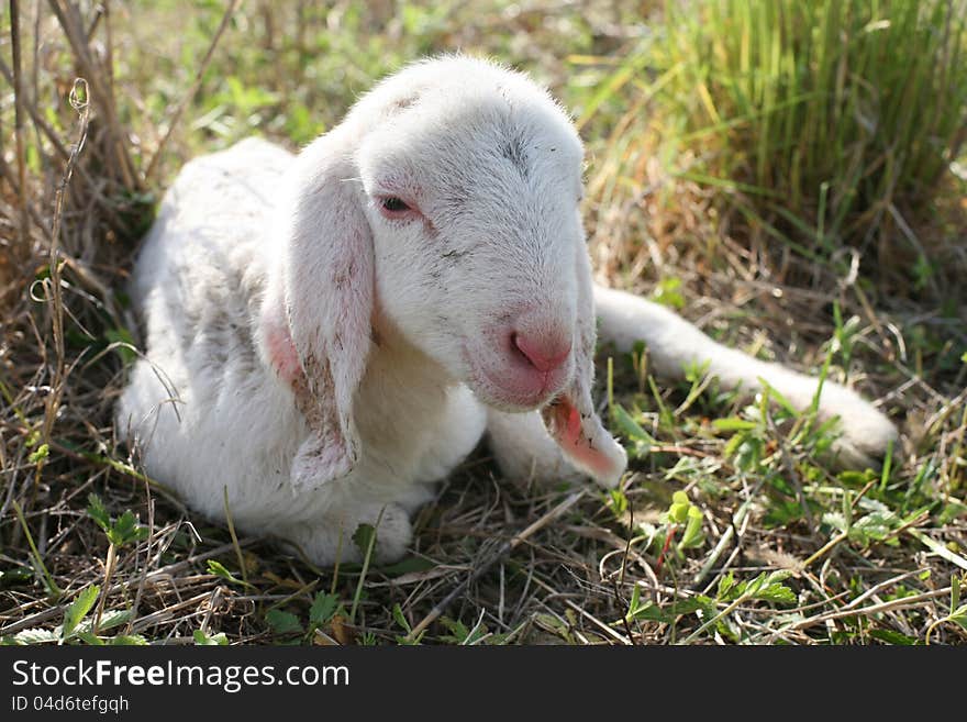 Newborn lamb resting in the field