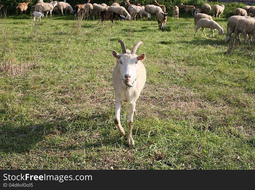 Portrait of a goat grazing