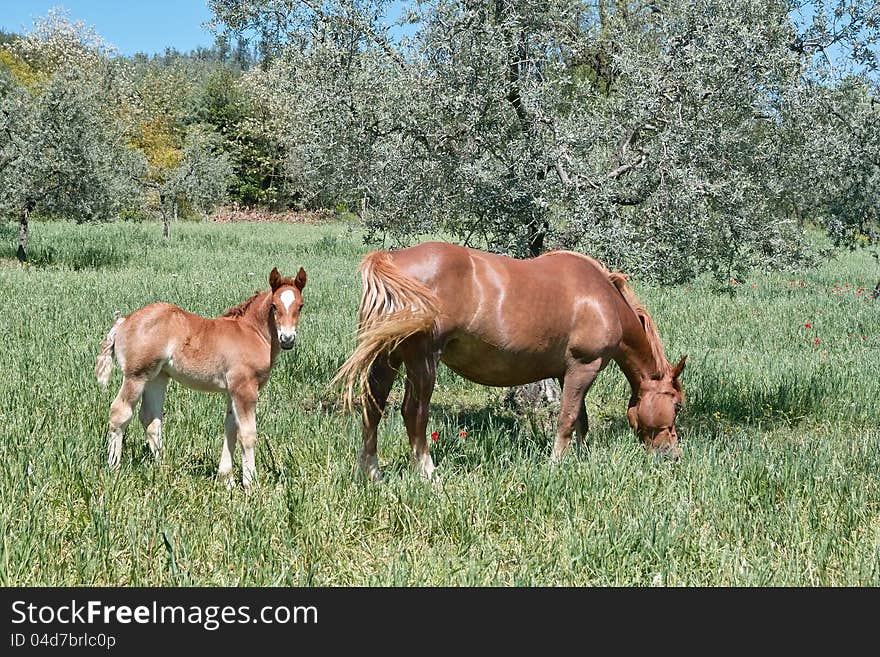 A horse pasture with her ​​foal, equus caballus. A horse pasture with her ​​foal, equus caballus