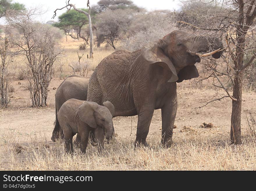 A family group of elephants eat dry grass and branches in the Serengetti National Park Tanzania. A family group of elephants eat dry grass and branches in the Serengetti National Park Tanzania.