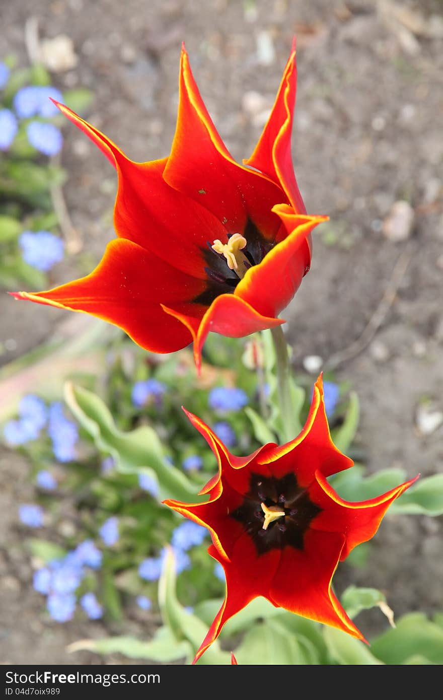 Three red tulips In the garden In spring