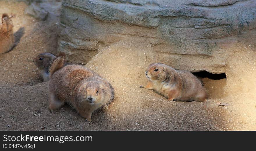 Funny marmot family