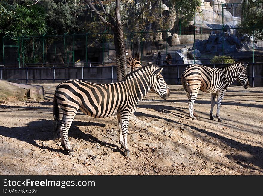 This image represents two zebras standing out in the sun