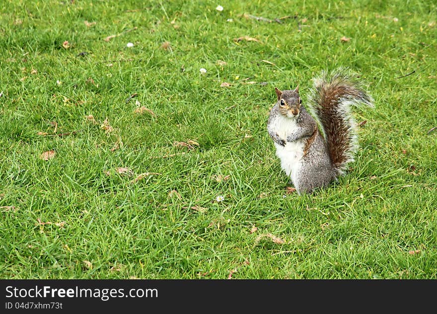 Squirrel standing in a grass in the park. Squirrel standing in a grass in the park