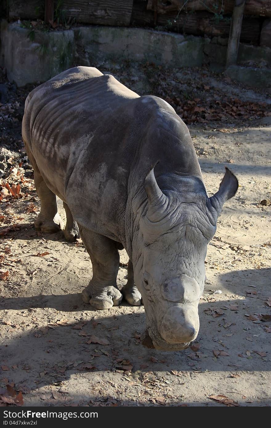 Big rhino standing out in the sun