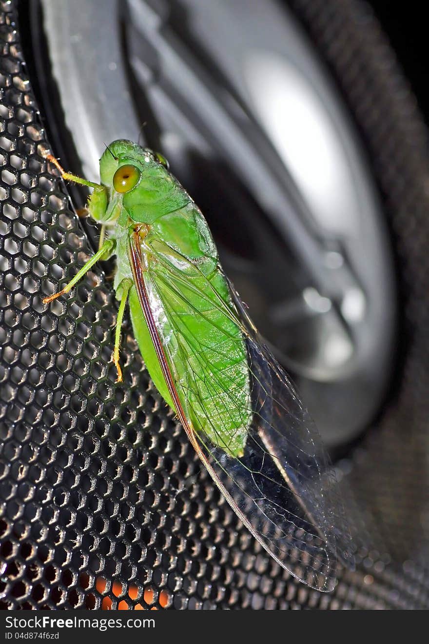 The typical cicada that usually comes out at night. a well-known tropical insect of its kinds. it produces honing and flapping sounds. its characteristics are knocking and bumping its head on walls and even the ceilings and the lamps whenever it flies as it enters a building or homes. certain communities eat many flying insects including cicadas. they are fried and eaten after removing the wings and legs. The typical cicada that usually comes out at night. a well-known tropical insect of its kinds. it produces honing and flapping sounds. its characteristics are knocking and bumping its head on walls and even the ceilings and the lamps whenever it flies as it enters a building or homes. certain communities eat many flying insects including cicadas. they are fried and eaten after removing the wings and legs.