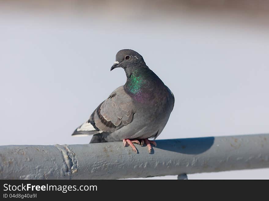 Gray pigeon on a handrail close up